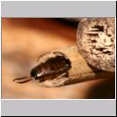 Dermaptera sp - Ohrwurm 01.jpg